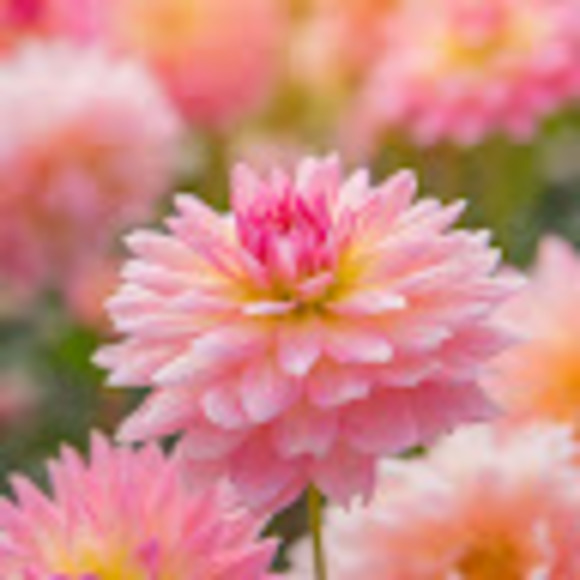 Meet your Posher, Amanda - Picture 1 of 1